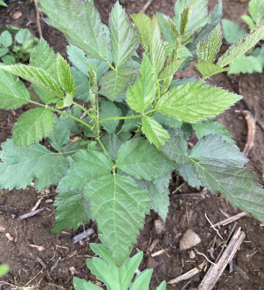 Allegheny blackberry