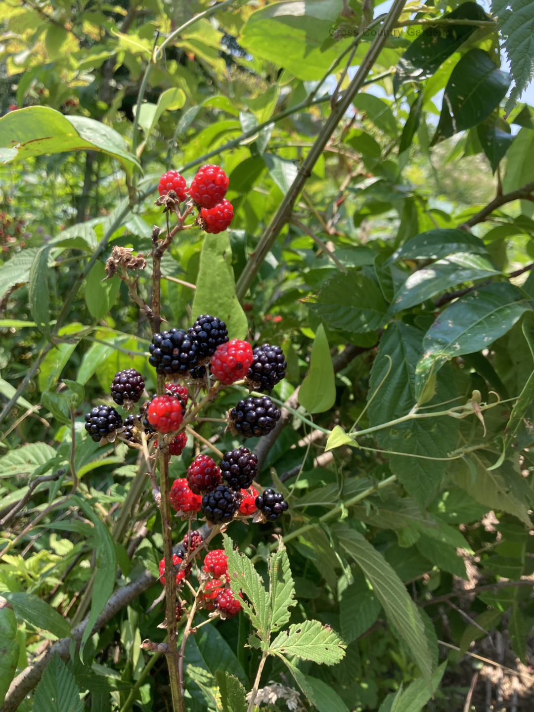 Allegheny blackberry