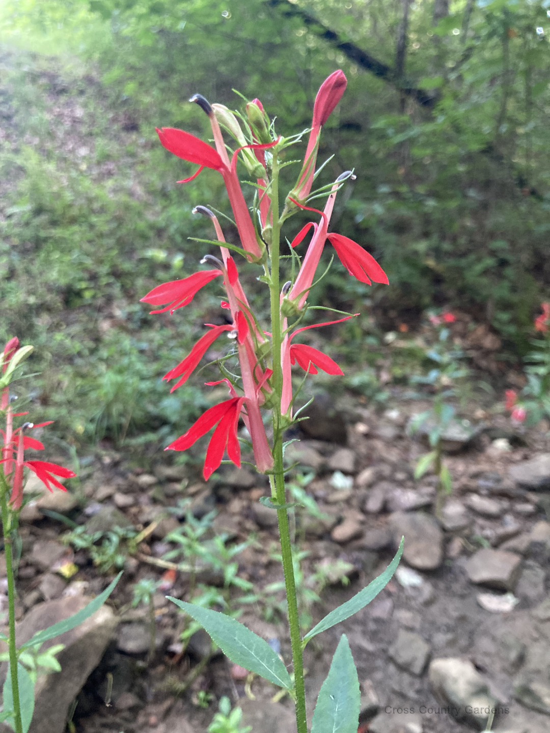Cardinal Flower