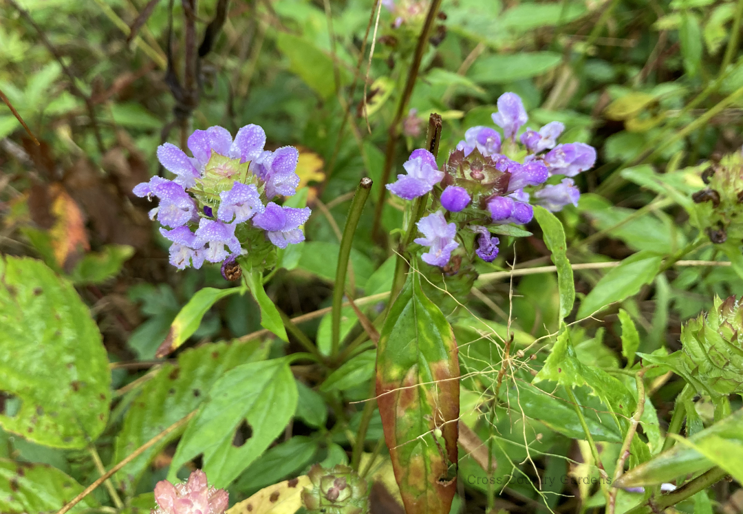 Common selfheal