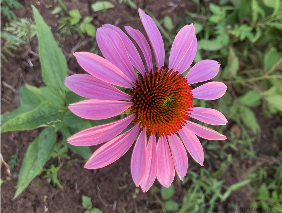 Coneflower Sunset