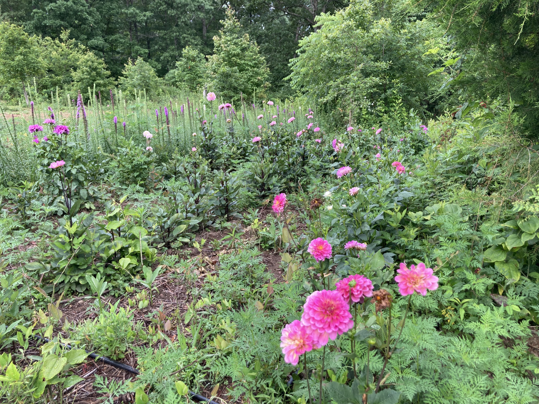 Dahlia Garden