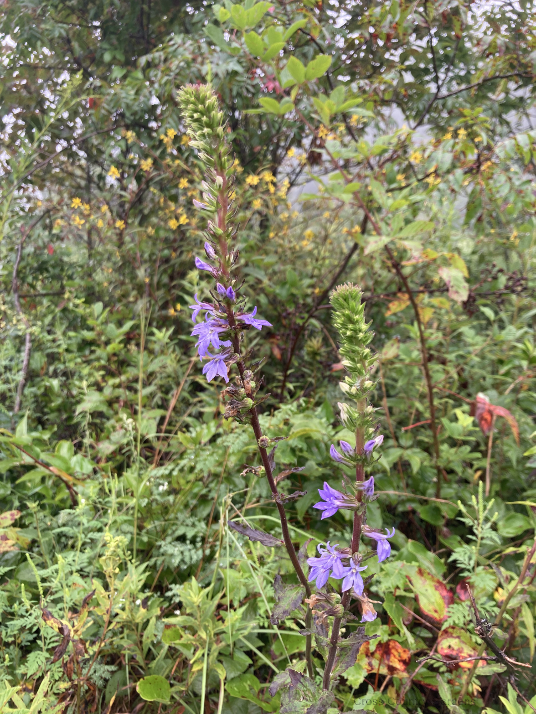Downy lobelia