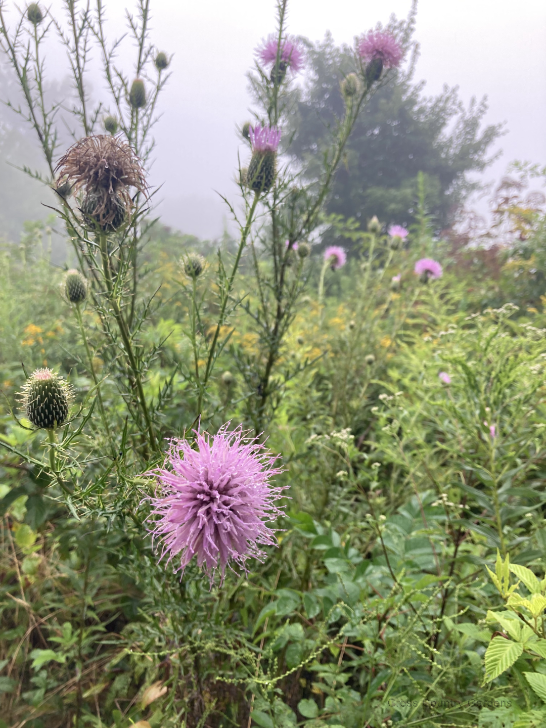 Field thistle