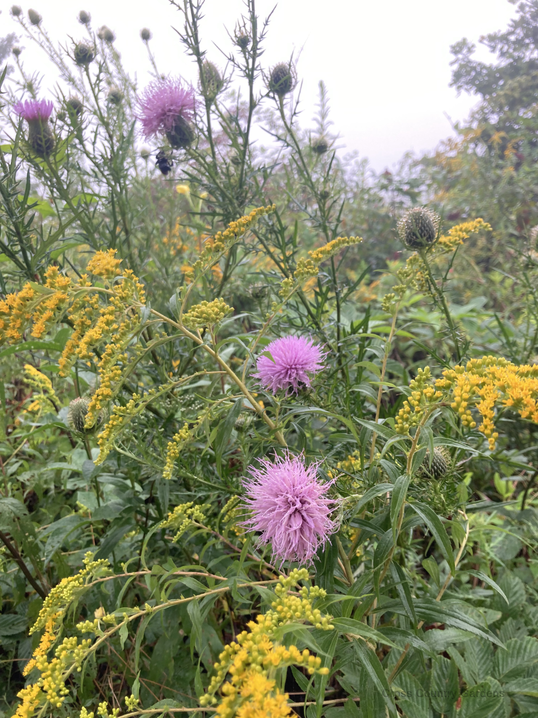 Field thistle