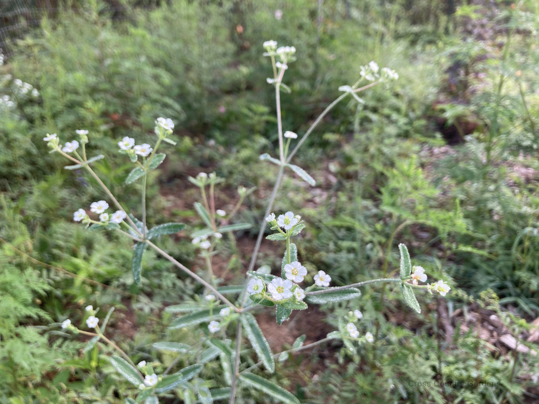 Flowering Spurge