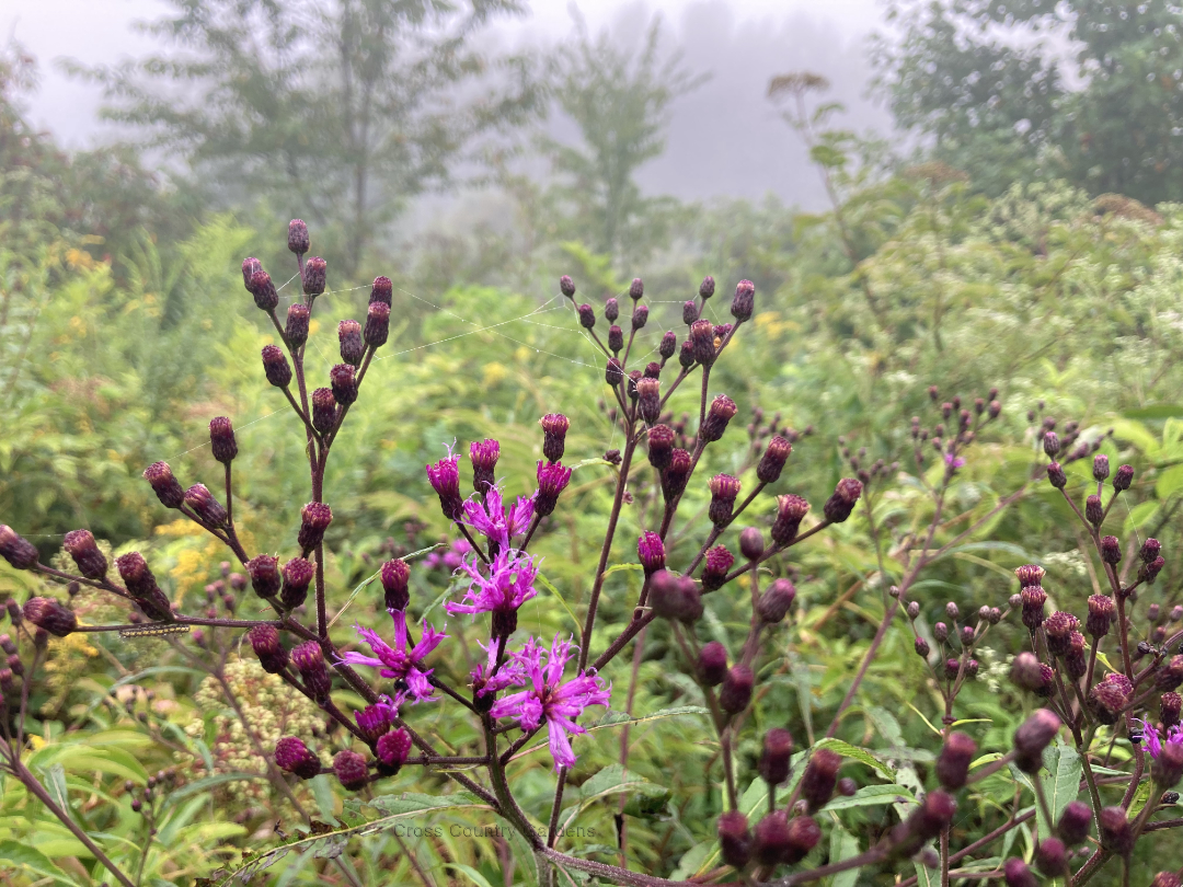 Giant ironweed