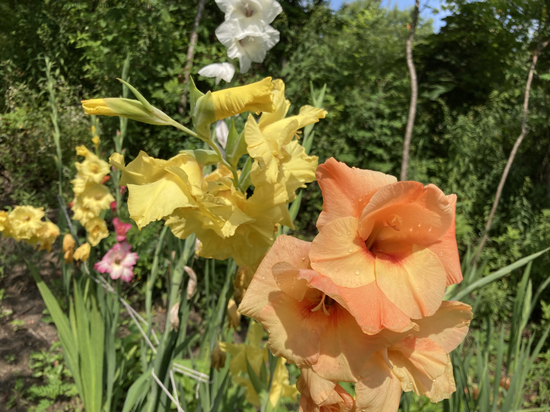 Gladioli