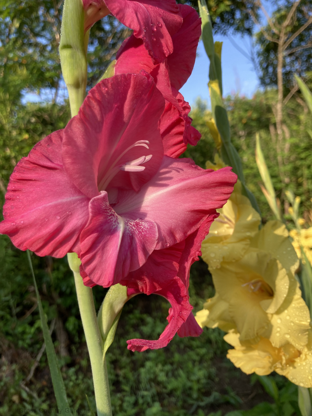 Gladiolus