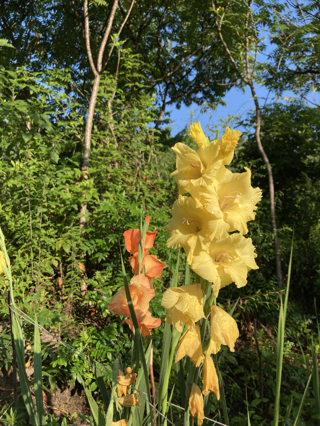 Gladiolus