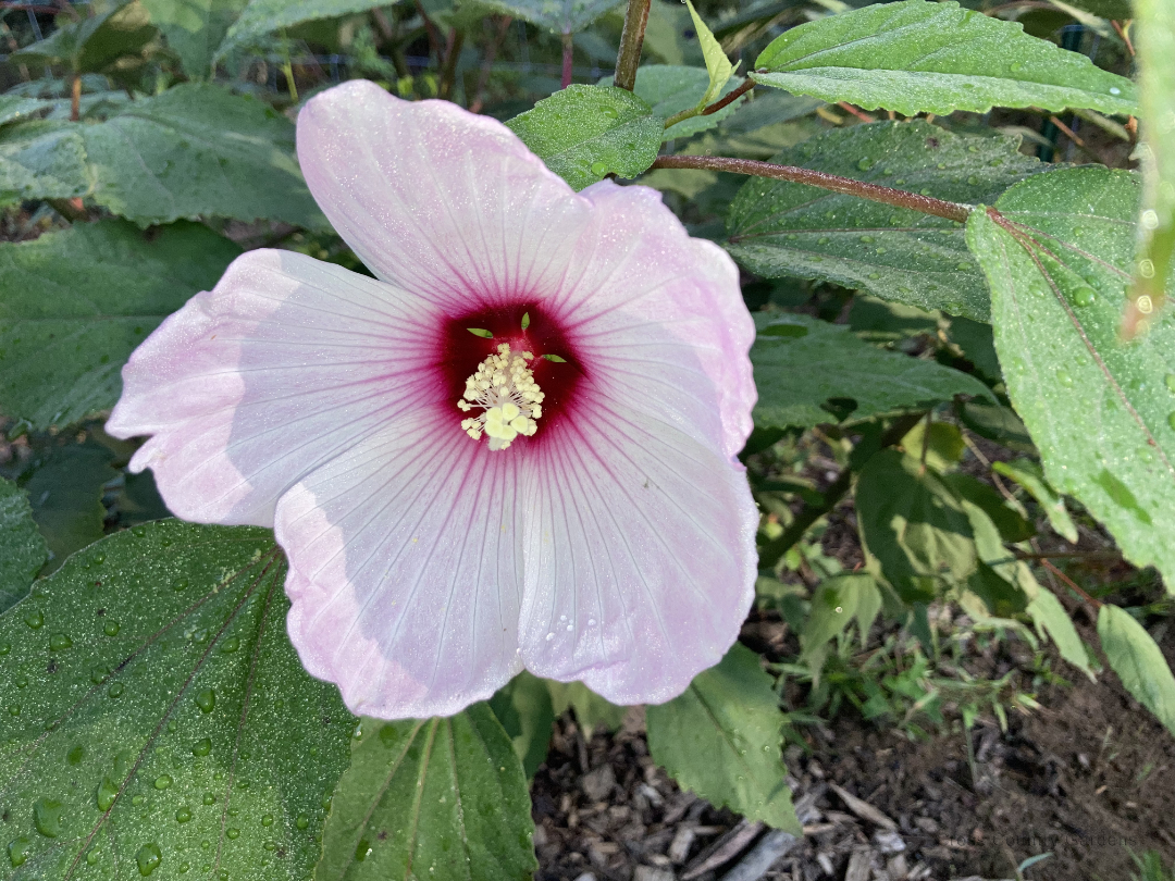Hibiscus Pink