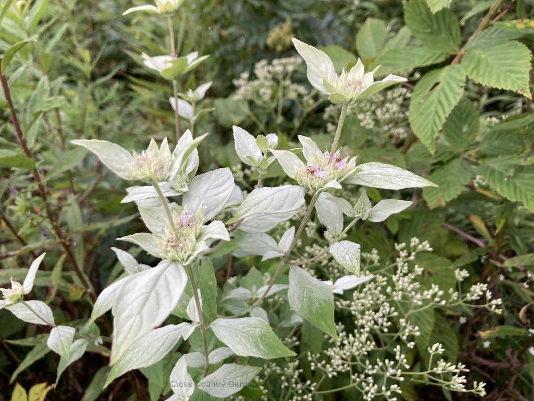 Hoary Mountainmint