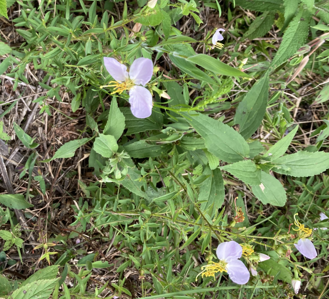Maryland meadowbeauty