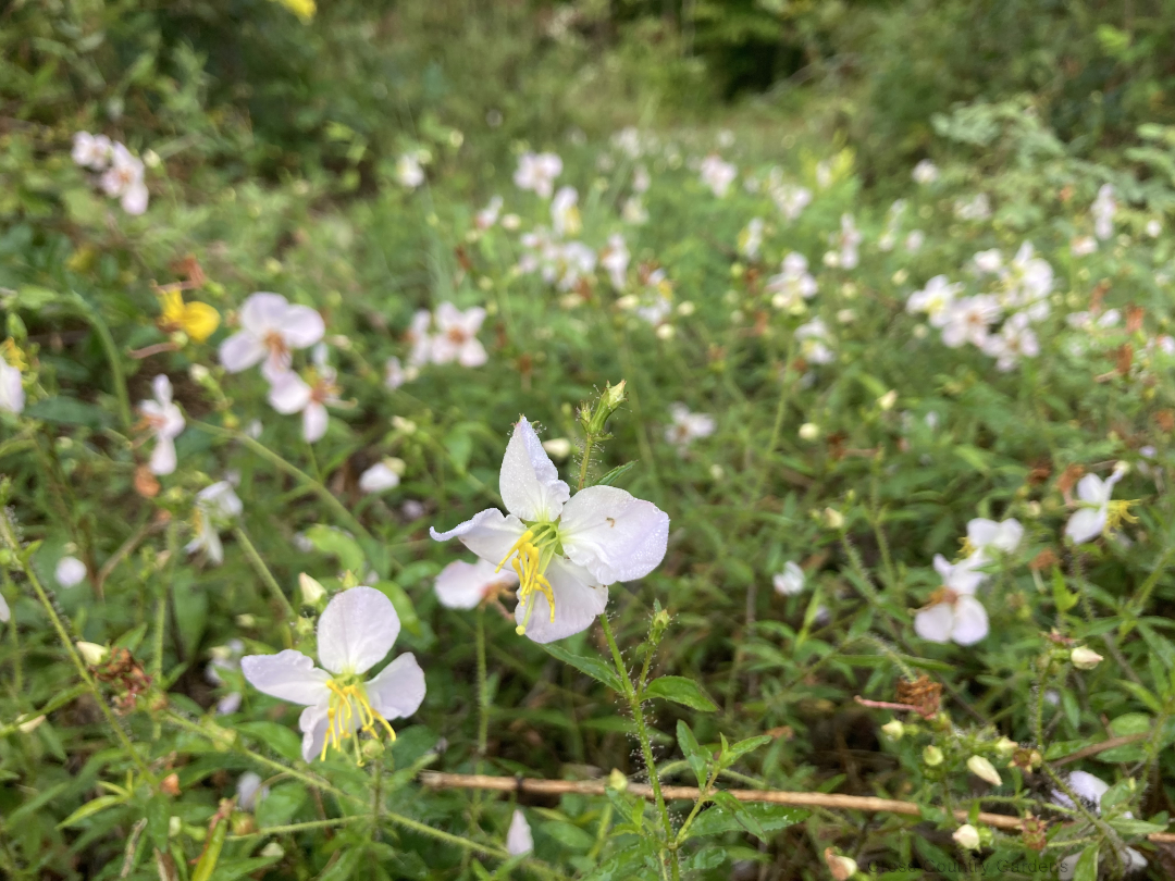 Maryland Meadowbeauty