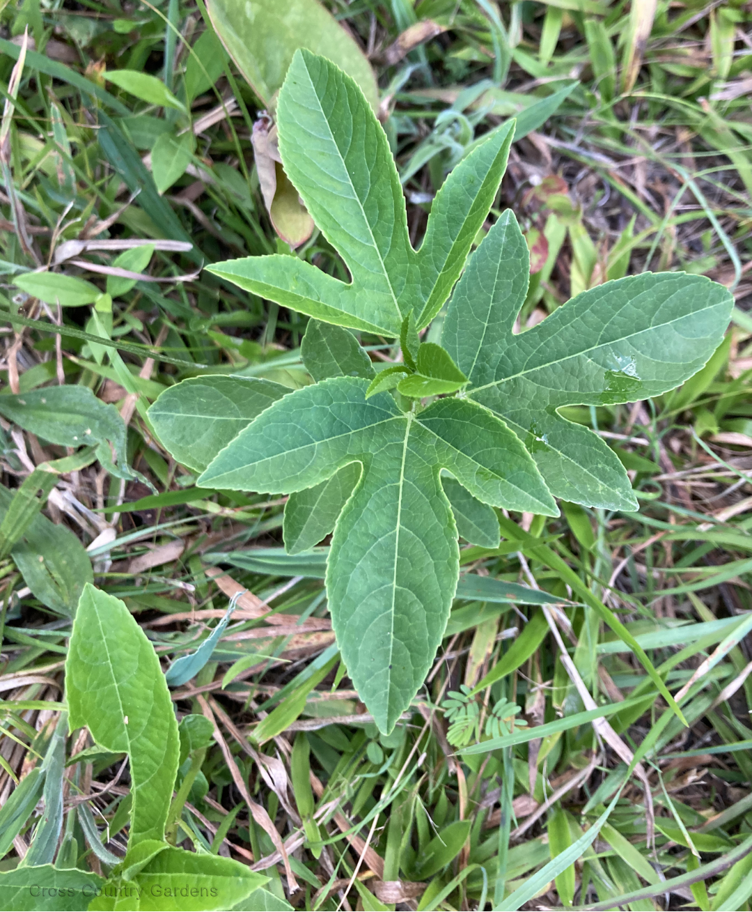 Maypop - Passion Flower