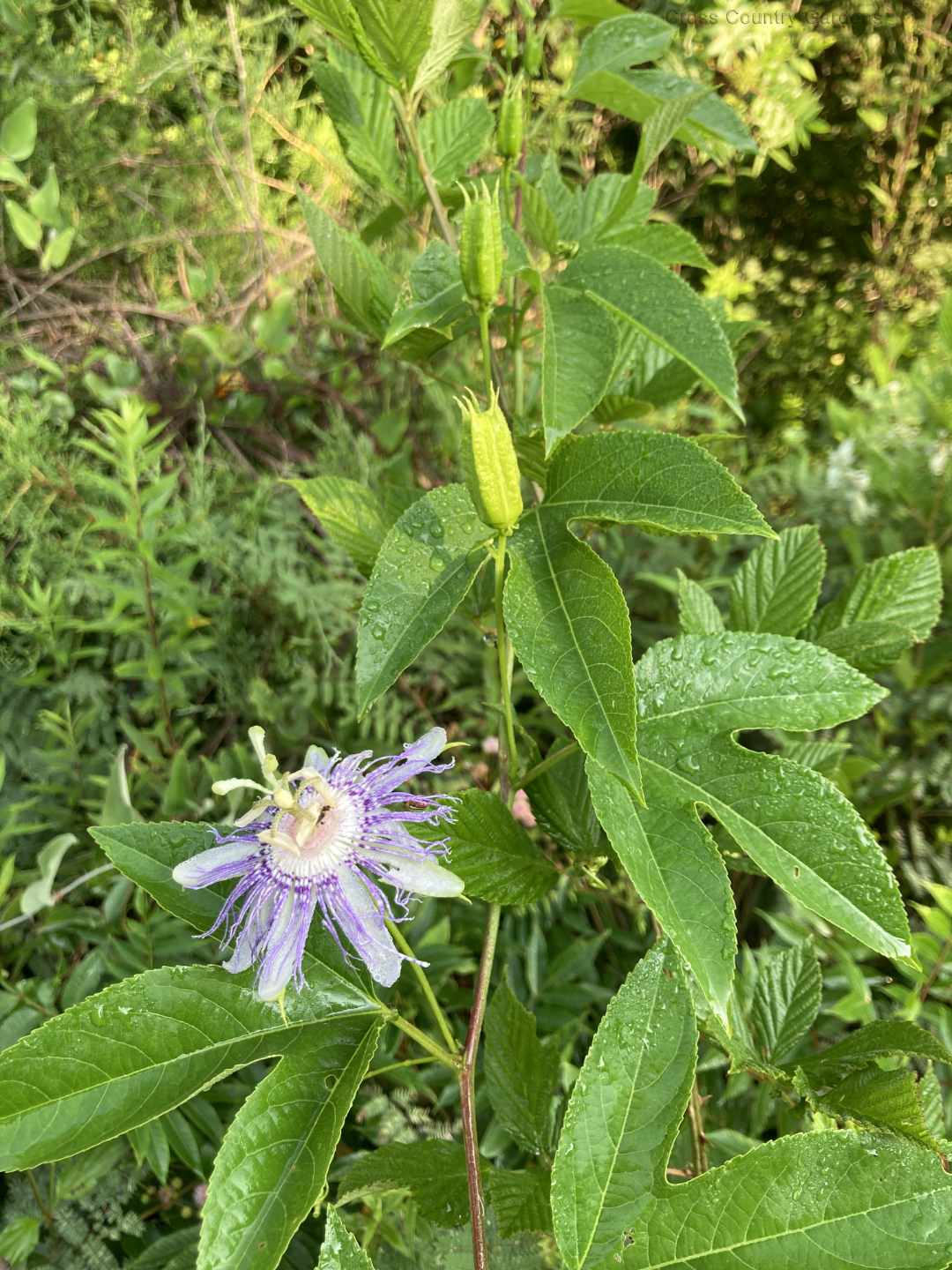 Maypop - Passion Flower