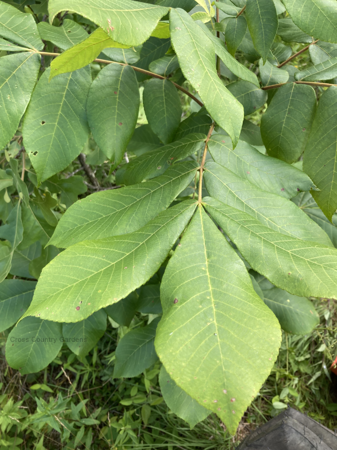 Mockernut Hickory