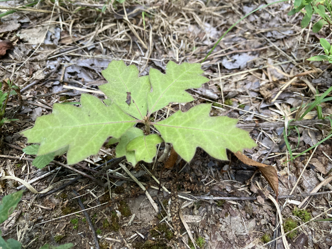 Northern Red Oak