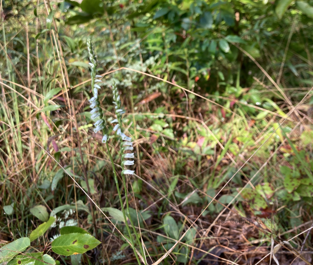Northern slender lady's tresses