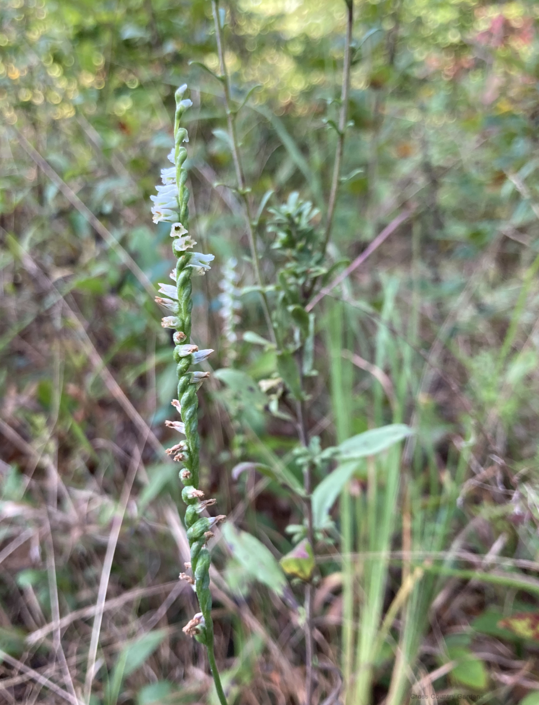 Northern Slender Lady's Tresses
