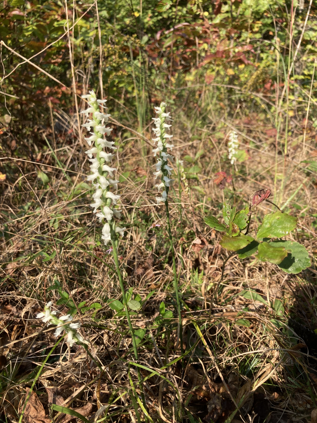 Northern Slender Lady's Tresses