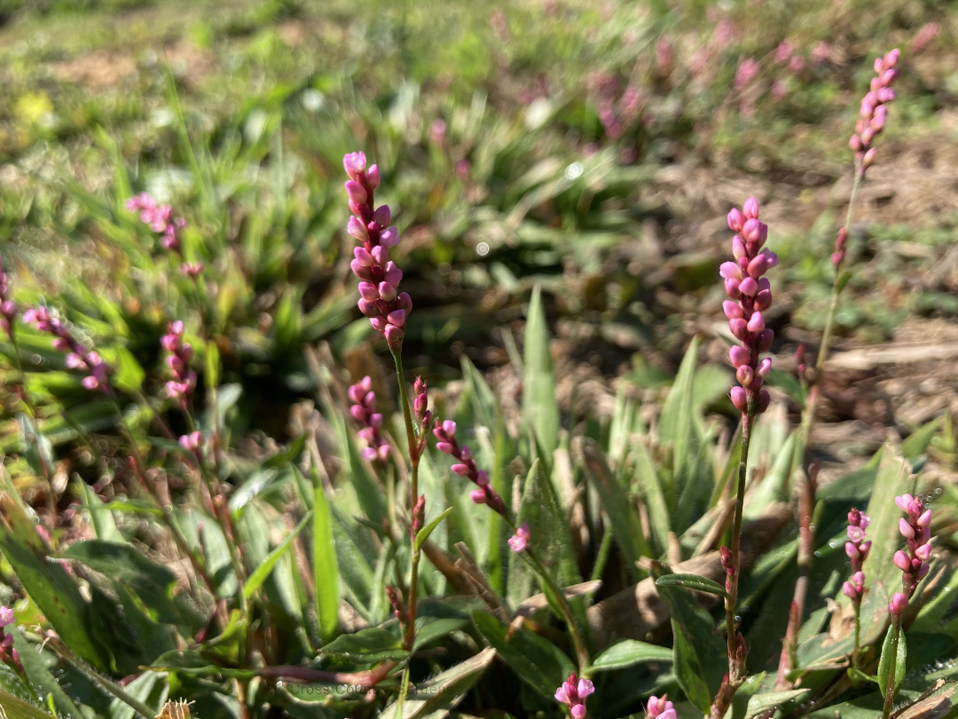 Oriental Lady's Thumb
