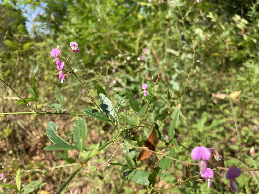PanicledLeaf Tickrefoil