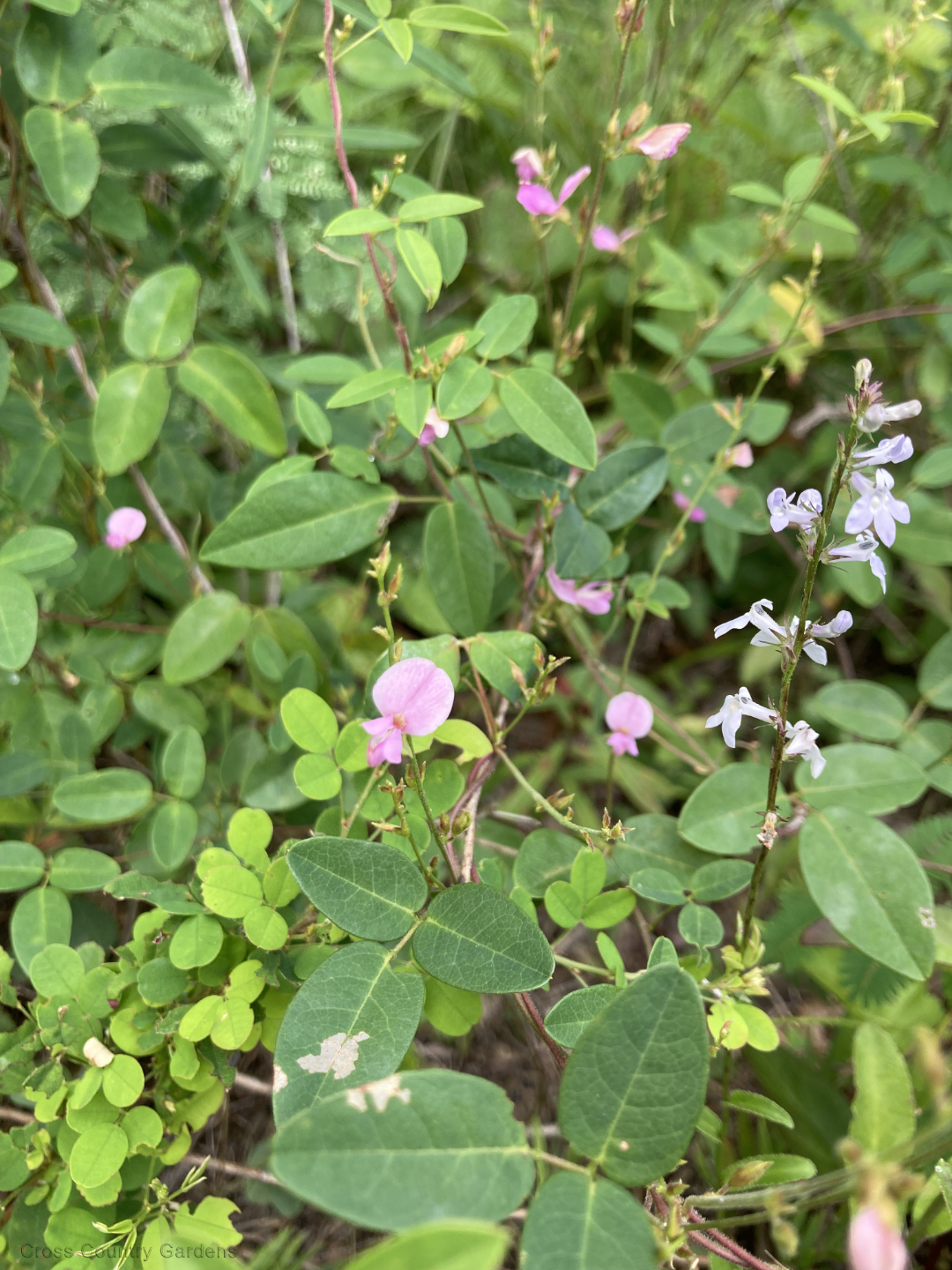 Panicledleaf Ticktrefoil TickClover