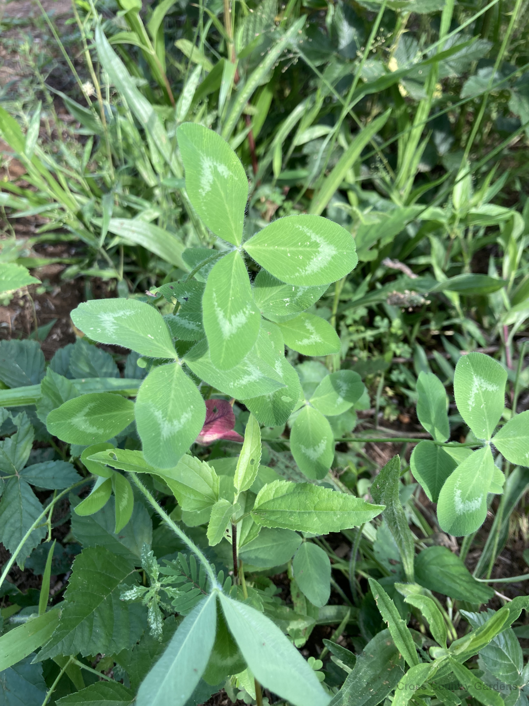 Red Clover