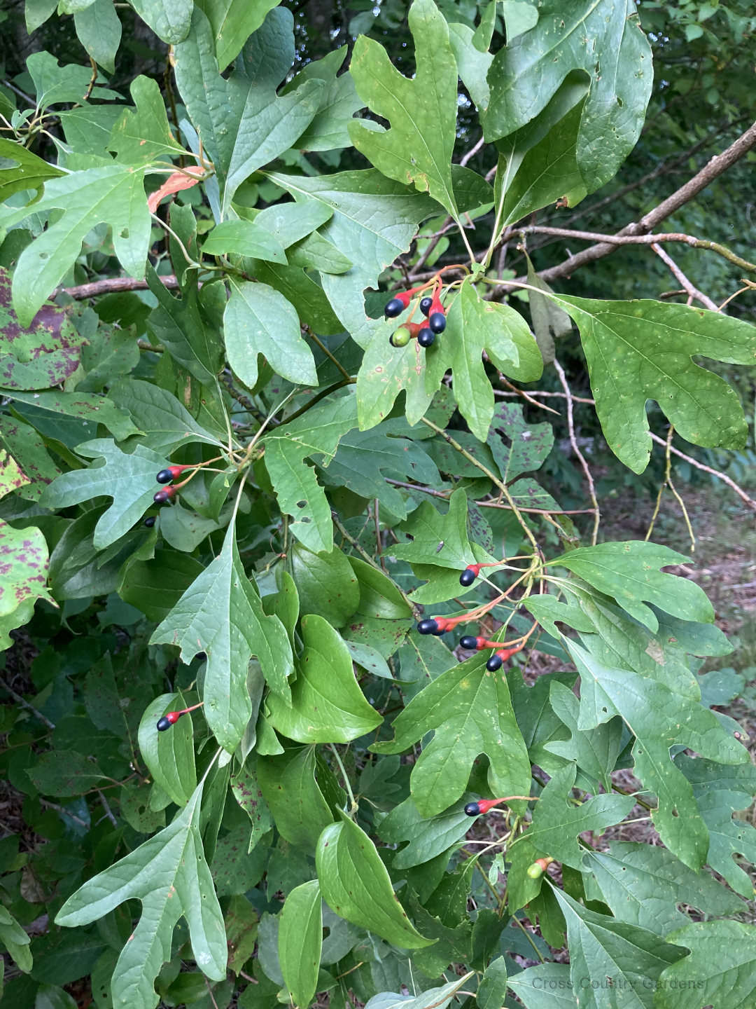 Common sassafras