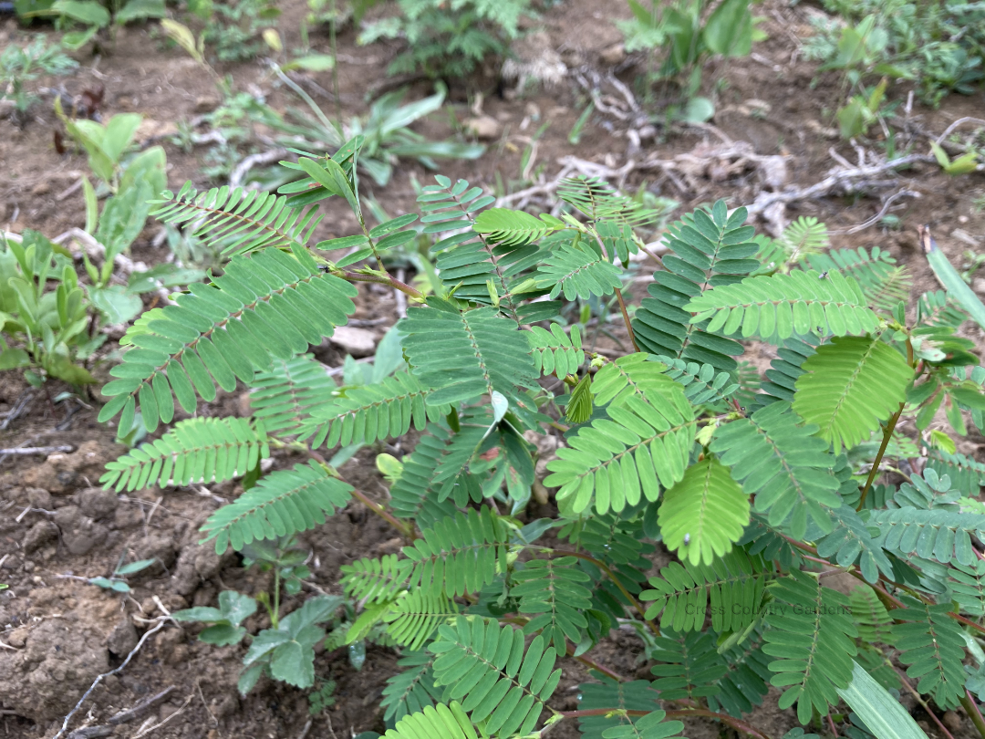 sensitive partridge pea