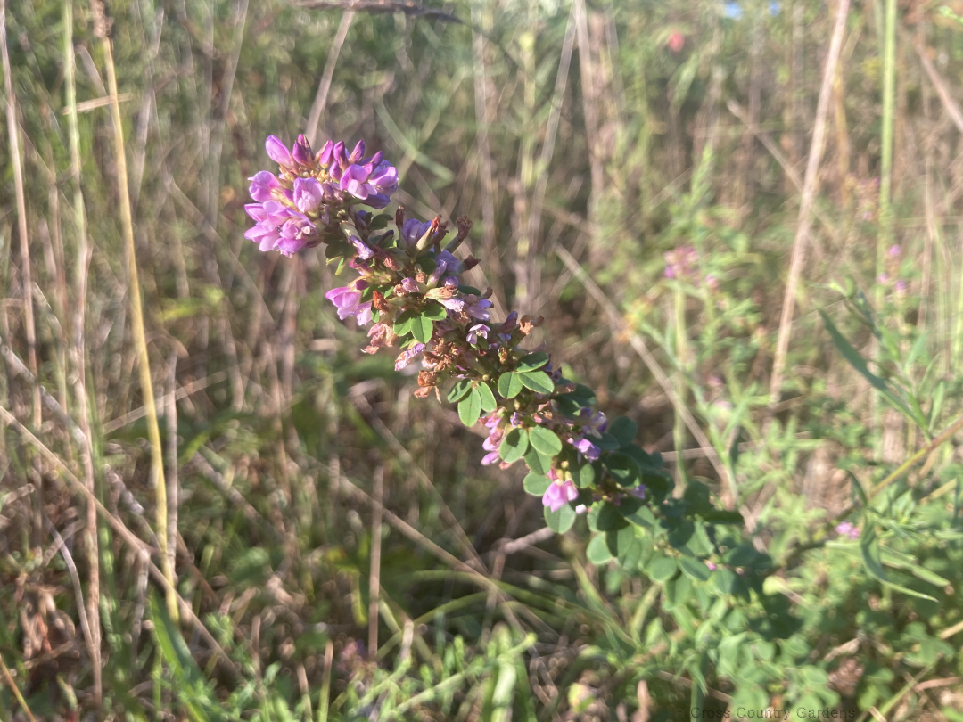 Slender Lespedeza