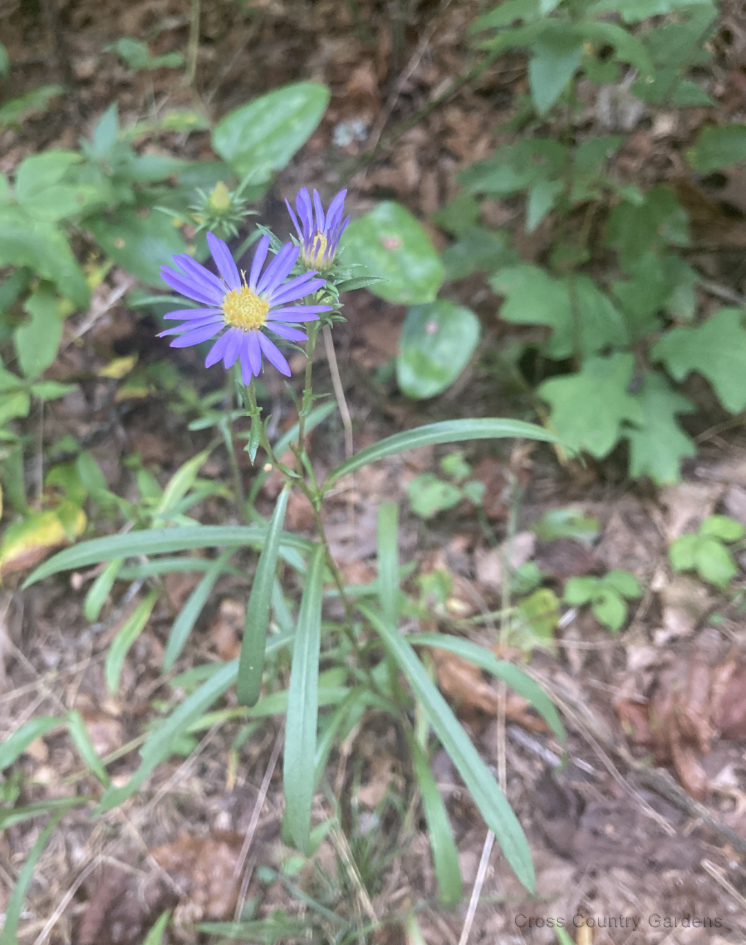Smooth Blue Aster