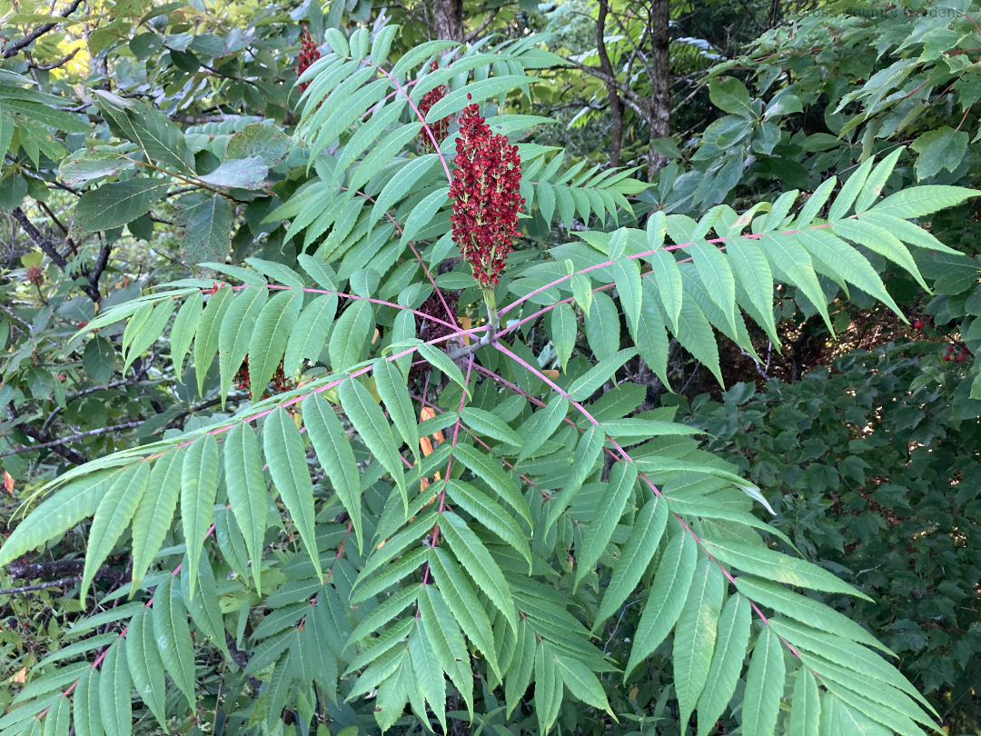 Smooth sumac