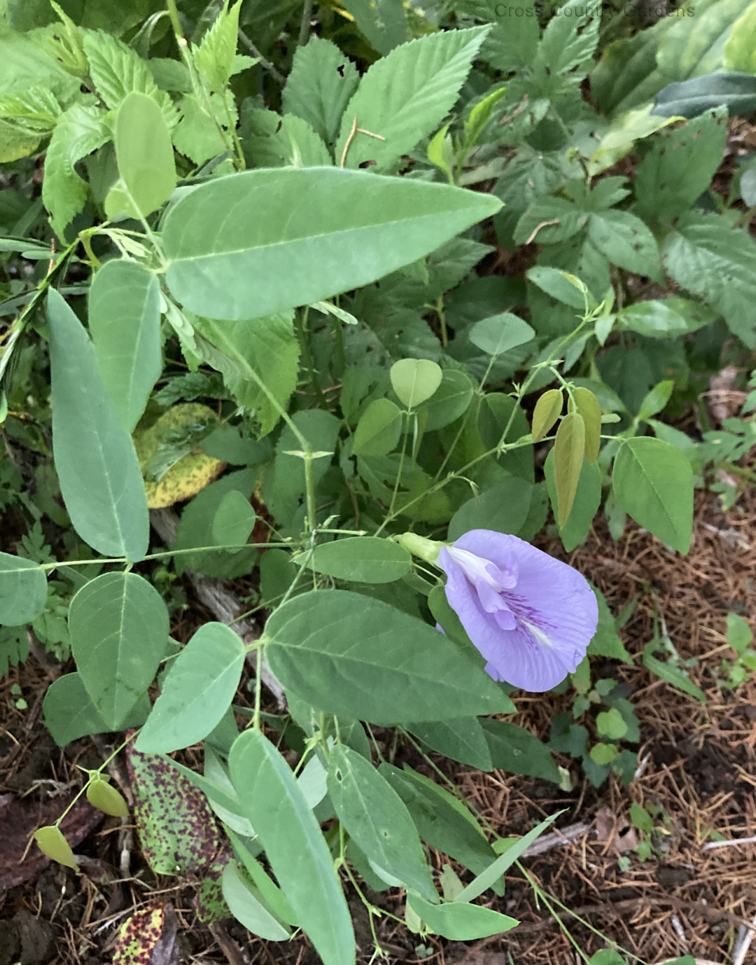 Spurred Butterfly Pea