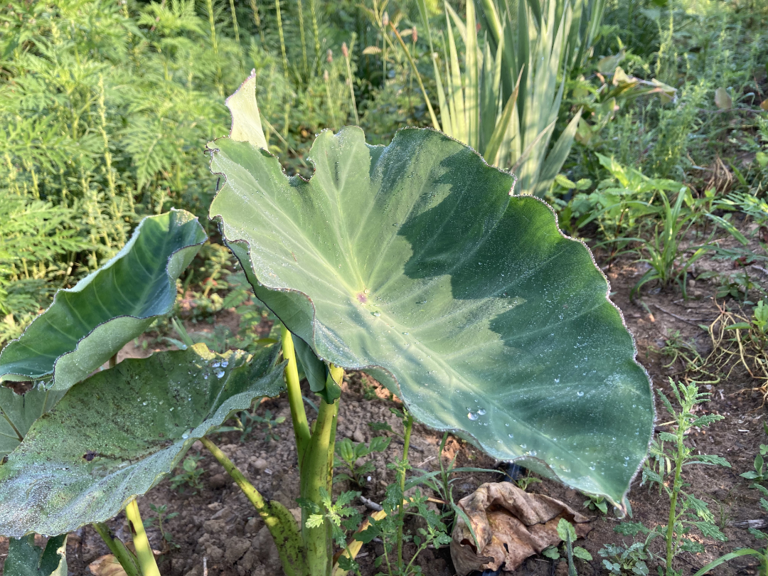 Taro - Elephant ear