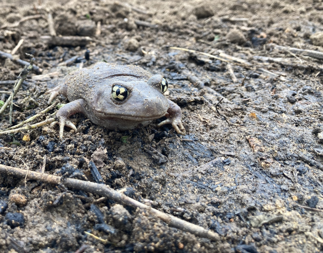 Toad
