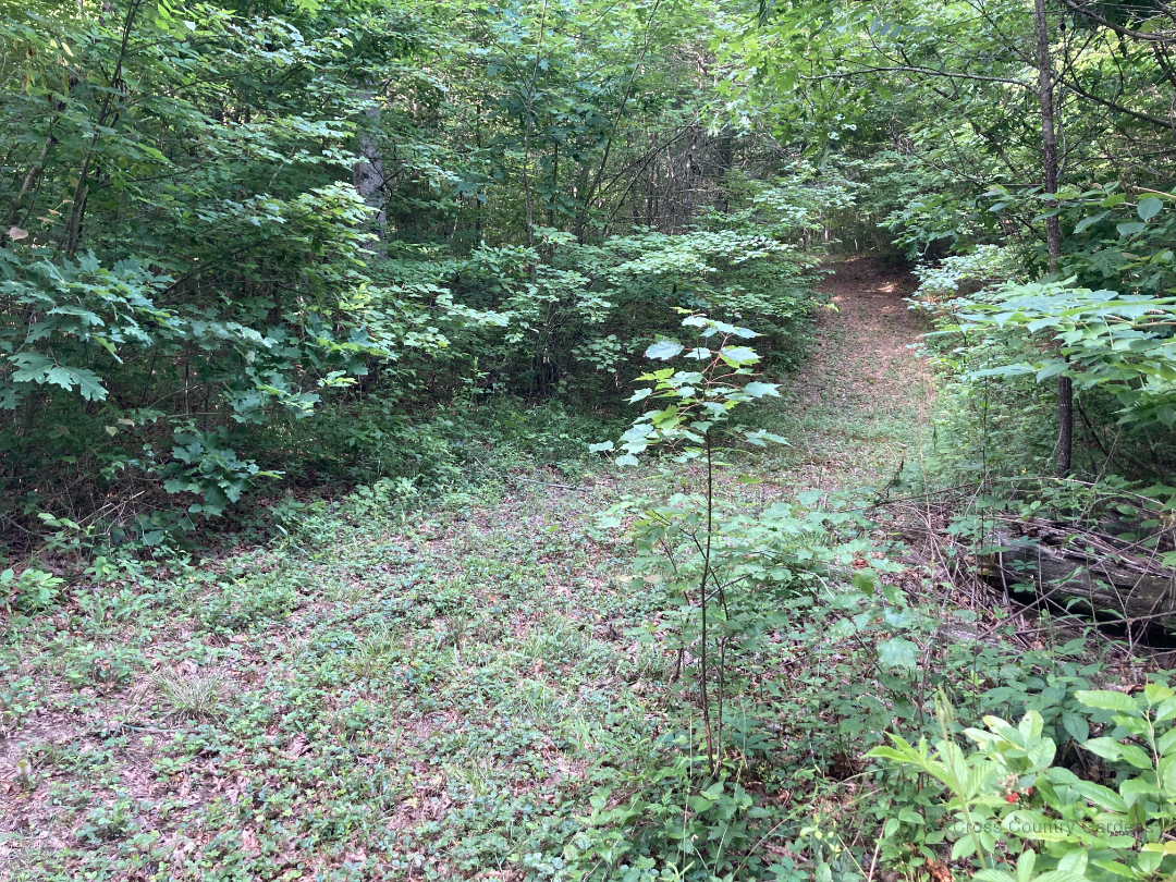 Gladiolus Glade Trail